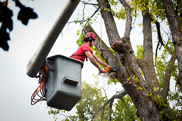 Best Firewood Processing and Delivery  in Galena, IL